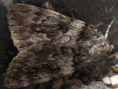 Catocala dissimilis