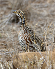 Shelley's Francolin photo 3