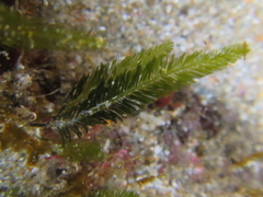 Bryopsis plumosa