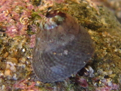 Micrelenchus tessellatus