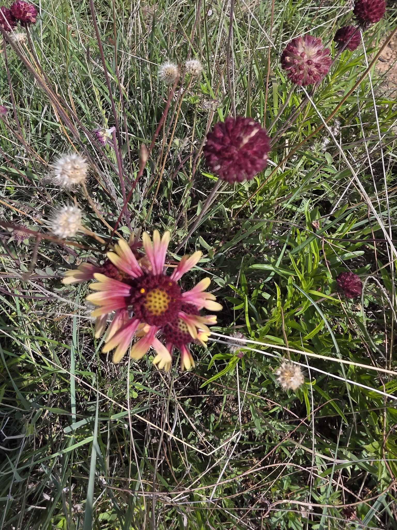 Blanket flower