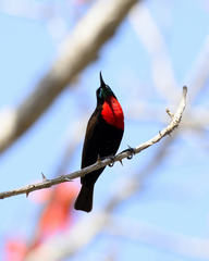 Chalcomitra senegalensis gutturalis