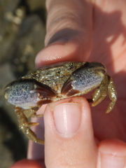 Panopeus