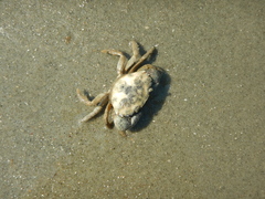 Panopeus