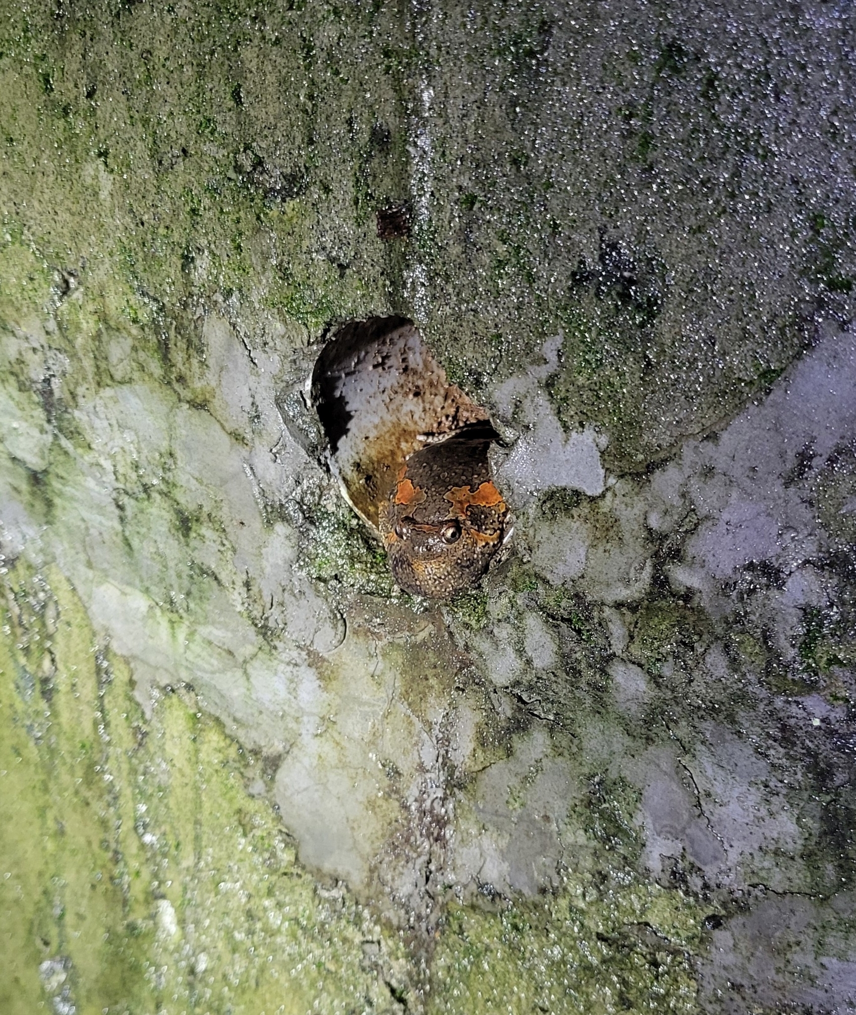 Painted Balloon Frog