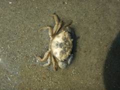 Panopeus