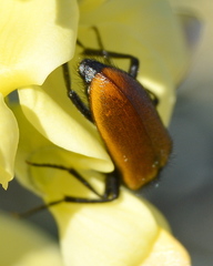 Iselma pallidipennis