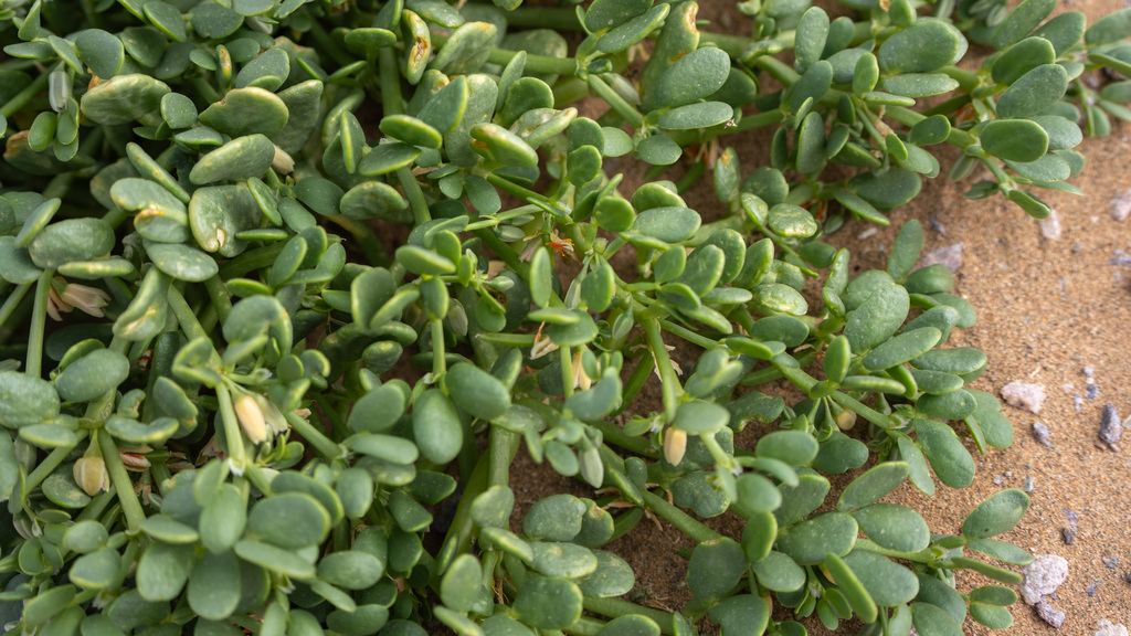 Zygophyllum loczyi