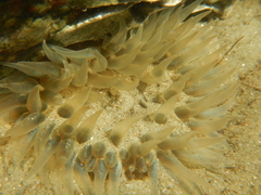 Bunodosoma cavernatum