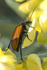 Iselma pallidipennis