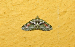 Chloroclystis rubroviridis