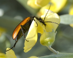 Iselma pallidipennis
