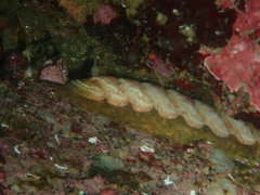 Chitonoidea