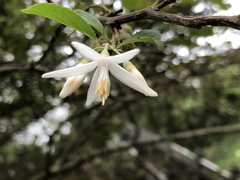 Styrax formosanus