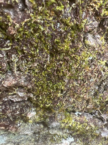 Sematophyllum adnatum observed 2025-06-30