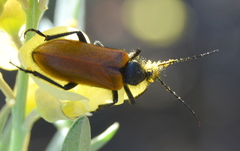 Iselma pallidipennis