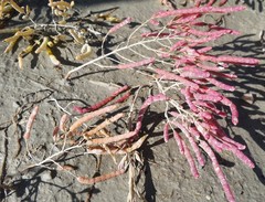 Salicornia rubra