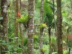 Guzmania berteroniana