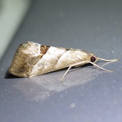 Evergestis triangulalis