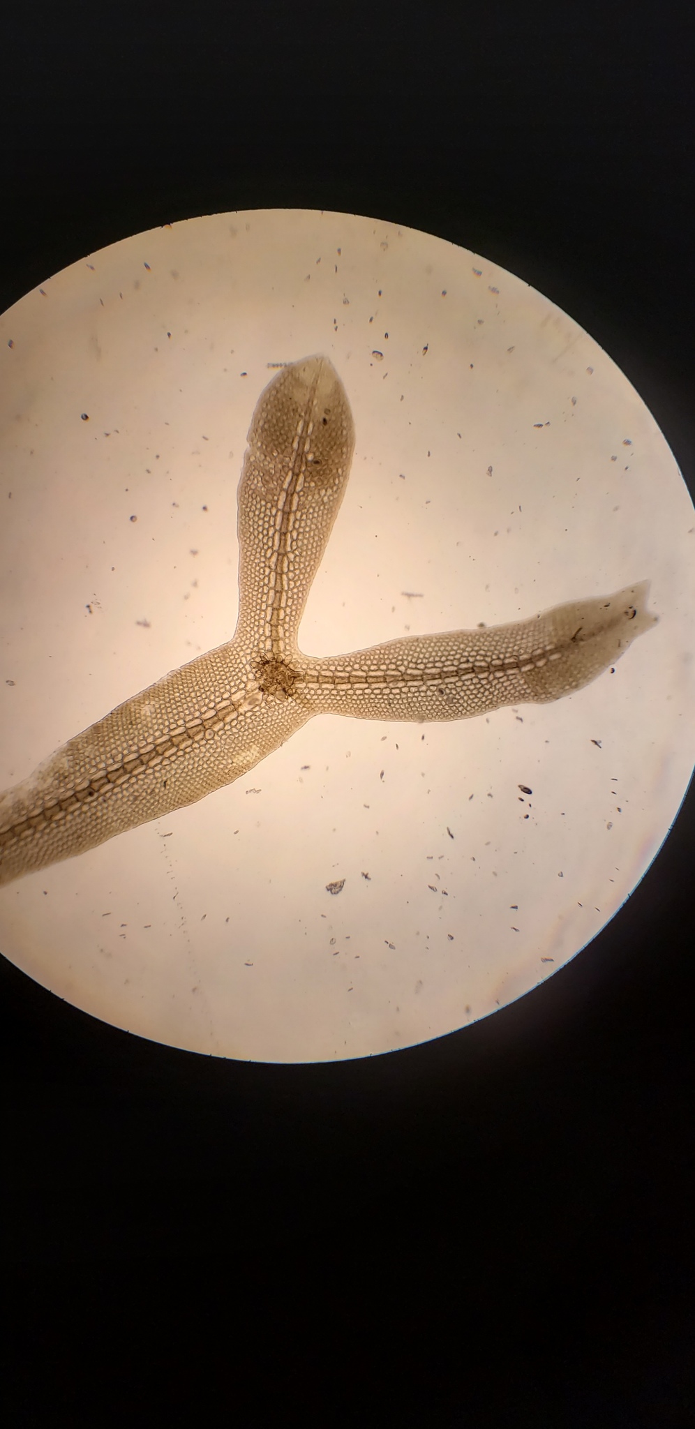 Caloglossa leprieurii