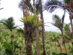 Guzmania berteroniana