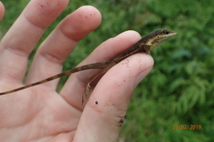Anolis pulchellus