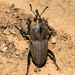 Sphenophorus coesifrons - Photo (c) yukioz,  זכויות יוצרים חלקיות (CC BY-NC), הועלה על ידי yukioz