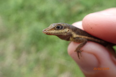 Anolis pulchellus