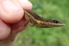 Anolis pulchellus