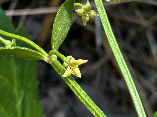 Galium bolanderi