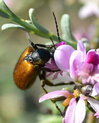 Iselma pallidipennis