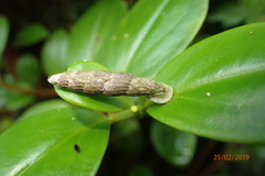 Nenia tridens