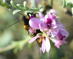 Iselma pallidipennis