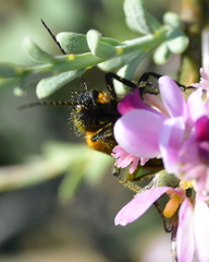 Iselma pallidipennis