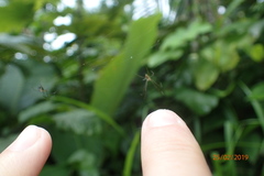 Leucauge regnyi