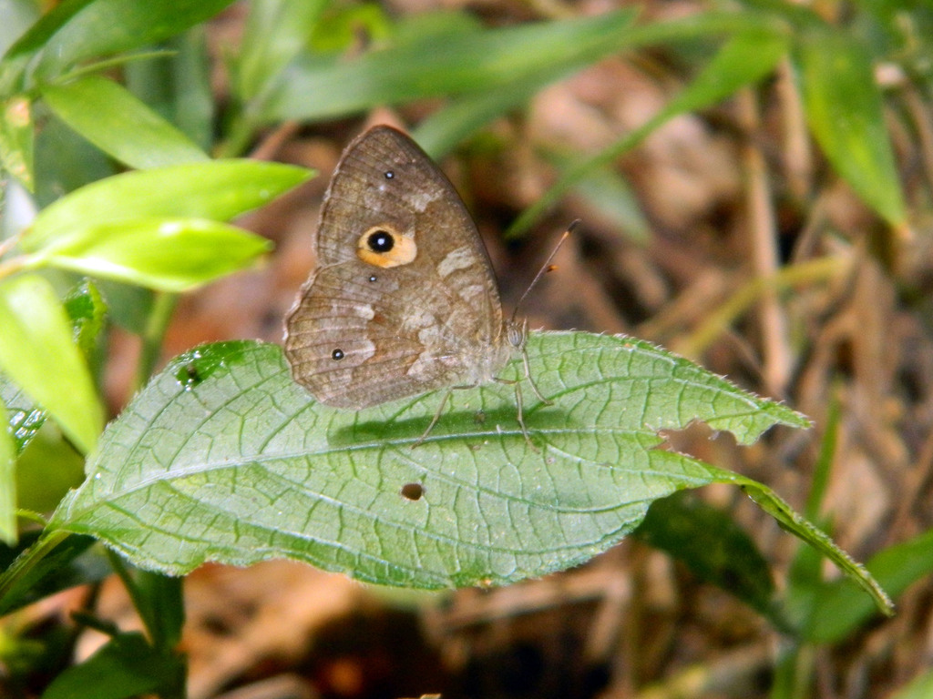 Heteropsis subsimilis