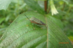 Piezosternum subulatum