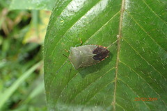 Piezosternum subulatum