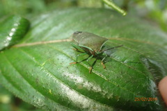 Piezosternum subulatum