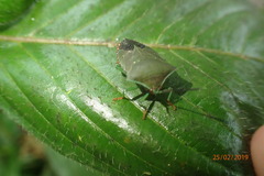 Piezosternum subulatum