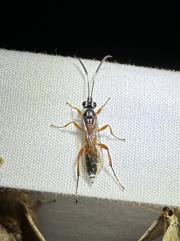 Menkokia blandii