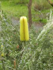 Banksia praemorsa