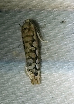 Cockerell's Moth