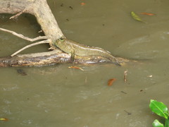 Periophthalmodon schlosseri