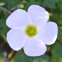 Oxalis comosa
