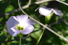 Oxalis comosa