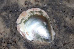 Pterioidea