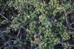 Ceanothus jepsonii jepsonii