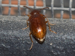 Anaedus