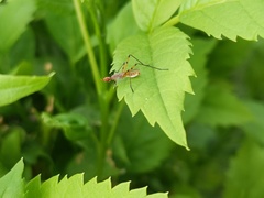 Micropeza stigmatica